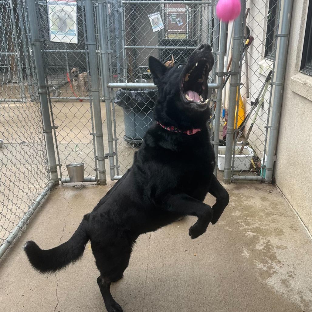 Sheba, a Adoptable German Shepherd Dog in Louisville, KY image 3/5