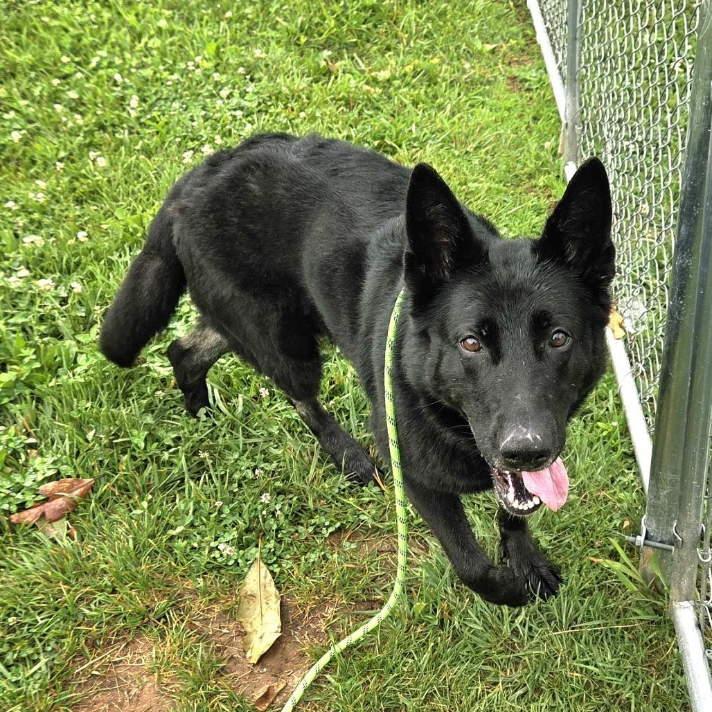 Sheba, a Adoptable German Shepherd Dog in Louisville, KY image 4/5