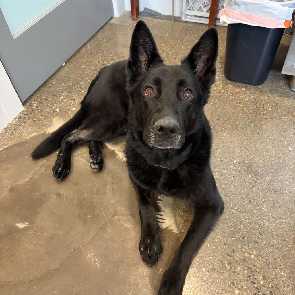 Enlarge Sheba, a Adoptable German Shepherd Dog in Louisville, KY image 4/6