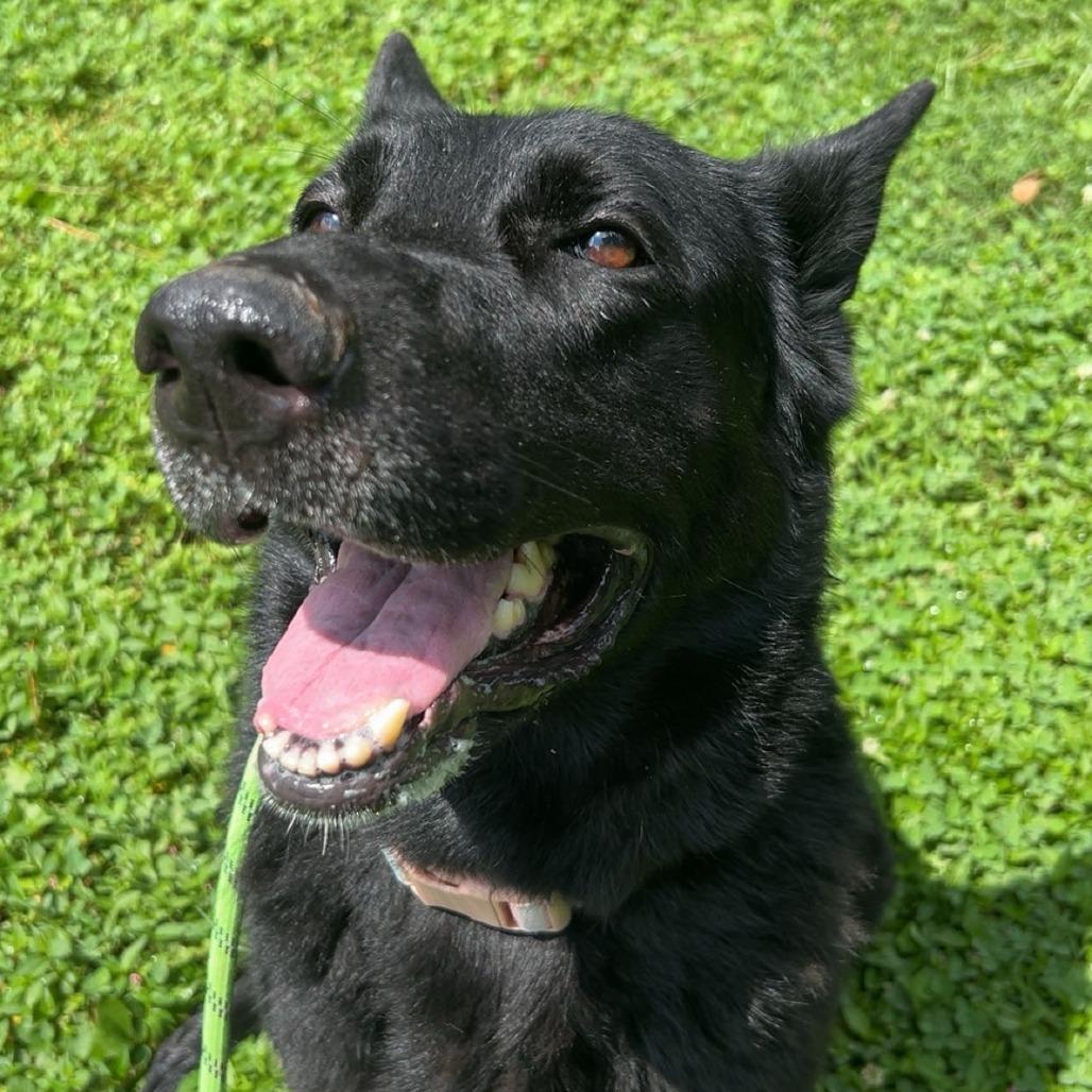 Sheba, a Adoptable German Shepherd Dog in Louisville, KY image 4/6