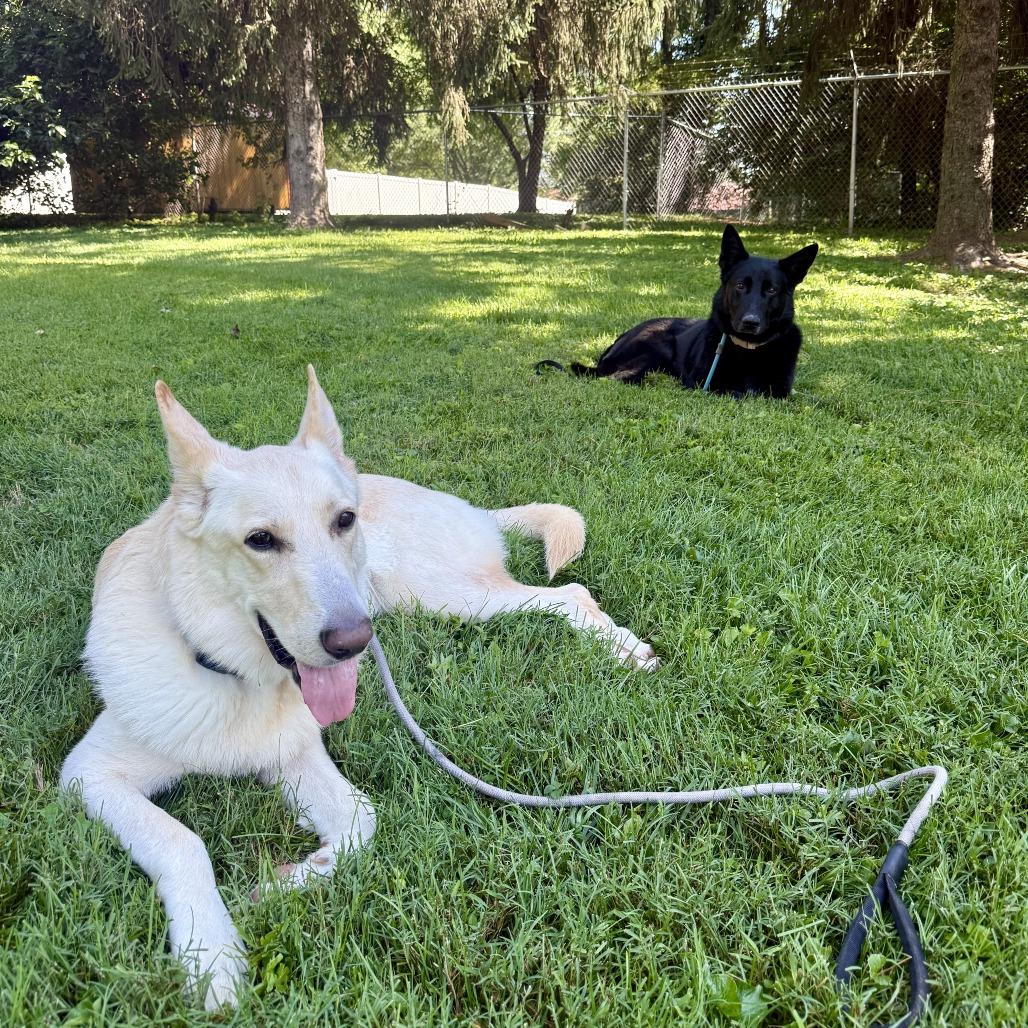 Sheba, a Adoptable German Shepherd Dog in Louisville, KY image 5/6