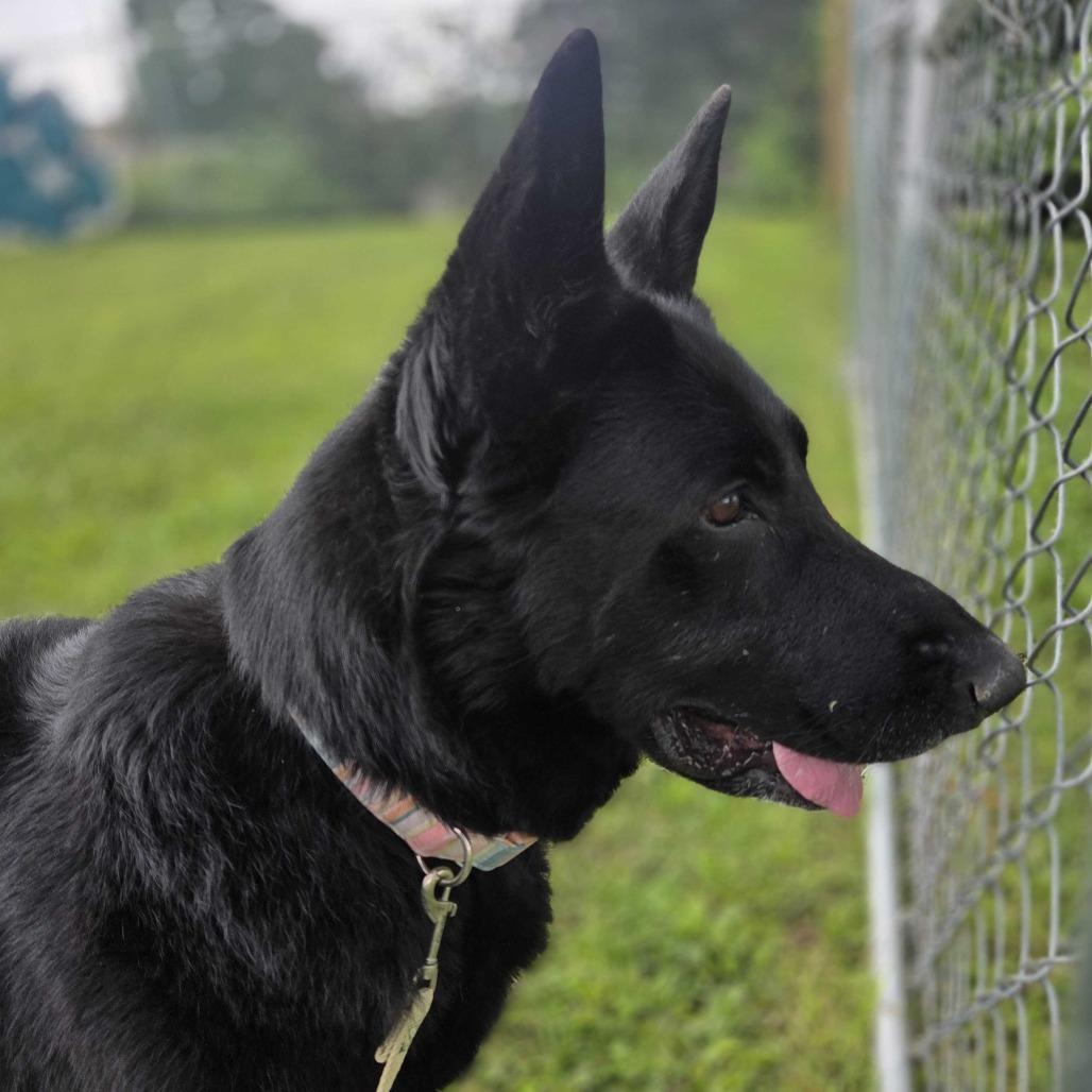 Sheba, a Adoptable German Shepherd Dog in Louisville, KY image 5/5