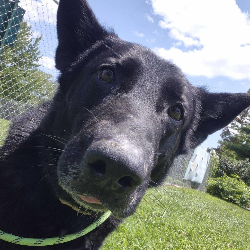 Sheba, a Adoptable German Shepherd Dog in Louisville, KY image 6/6
