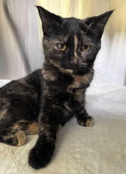 Feta, a Adoptable mixed breed in New Albany, IN image 2/2