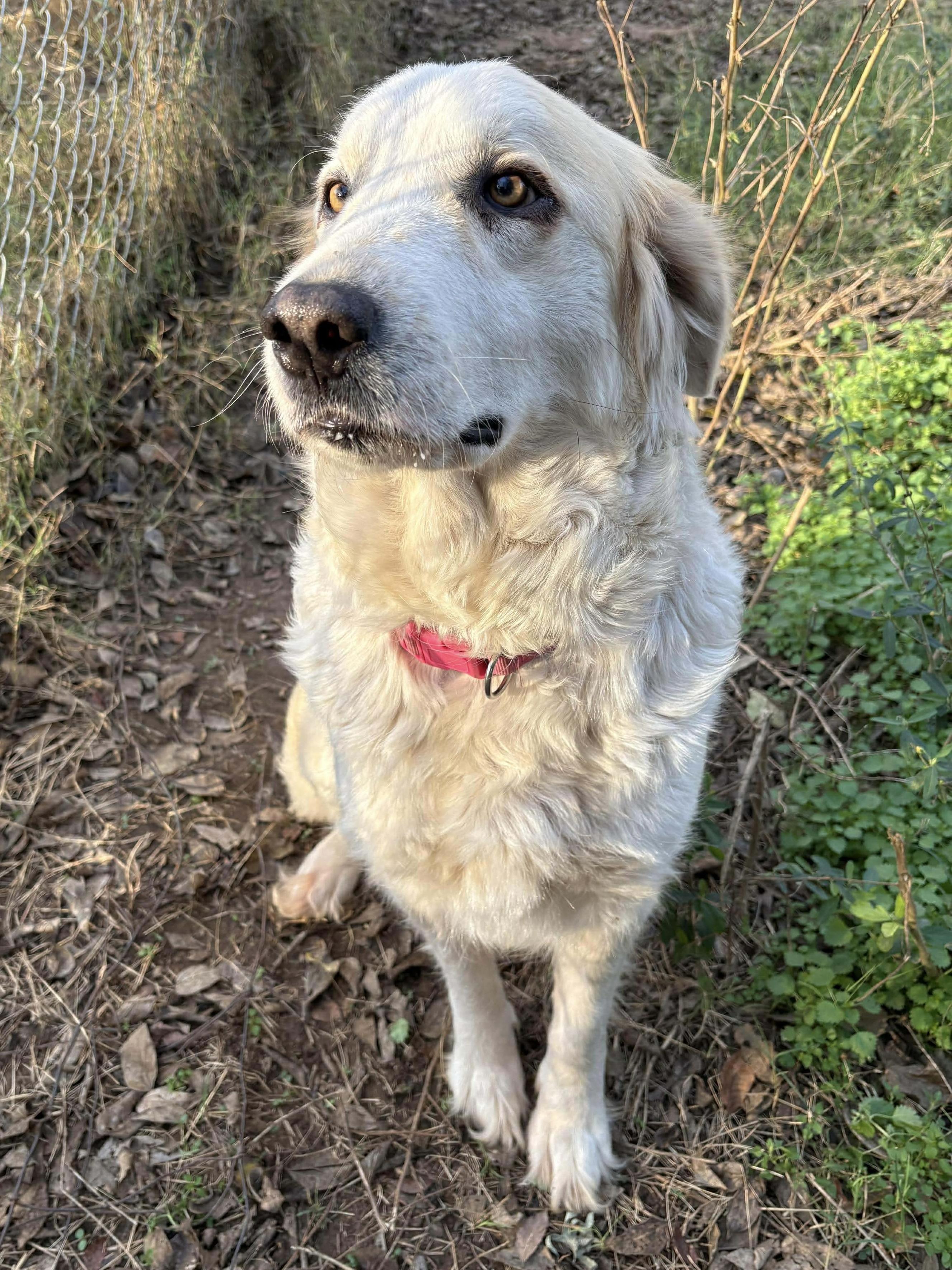 Mimi, a Adoptable mixed breed in Temple, TX image 3/3
