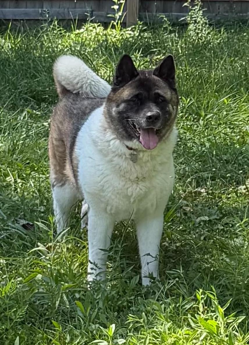 Sasha, ADOPTABLE, Adult Female Akita.