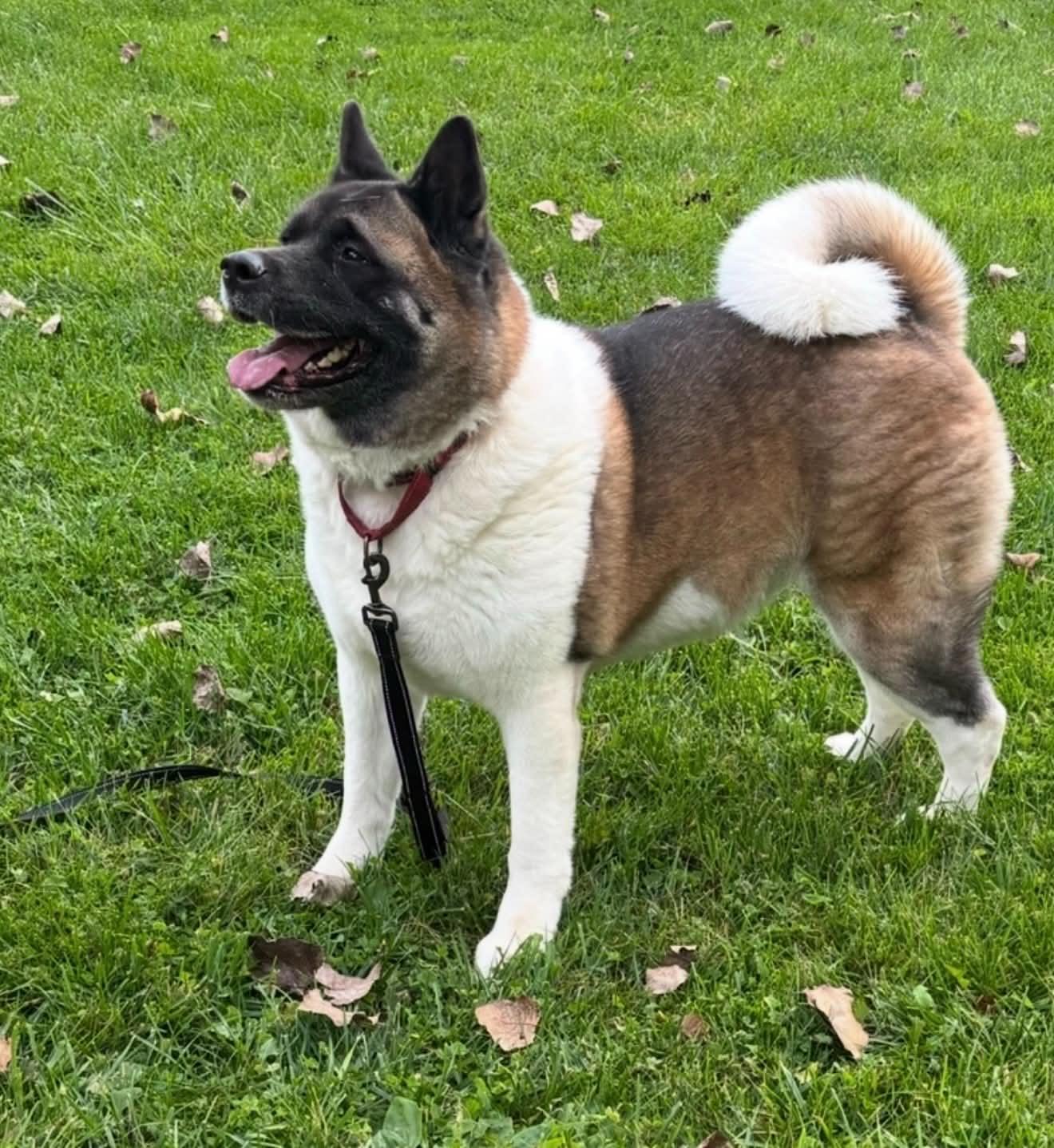 Enlarge Sasha, a ADOPTABLE Akita in Dearborn, MI image 2/3