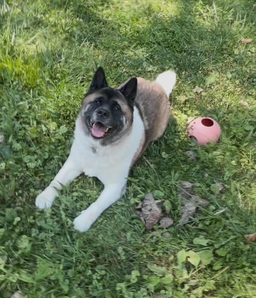Enlarge Sasha, a ADOPTABLE Akita in Dearborn, MI image 3/3