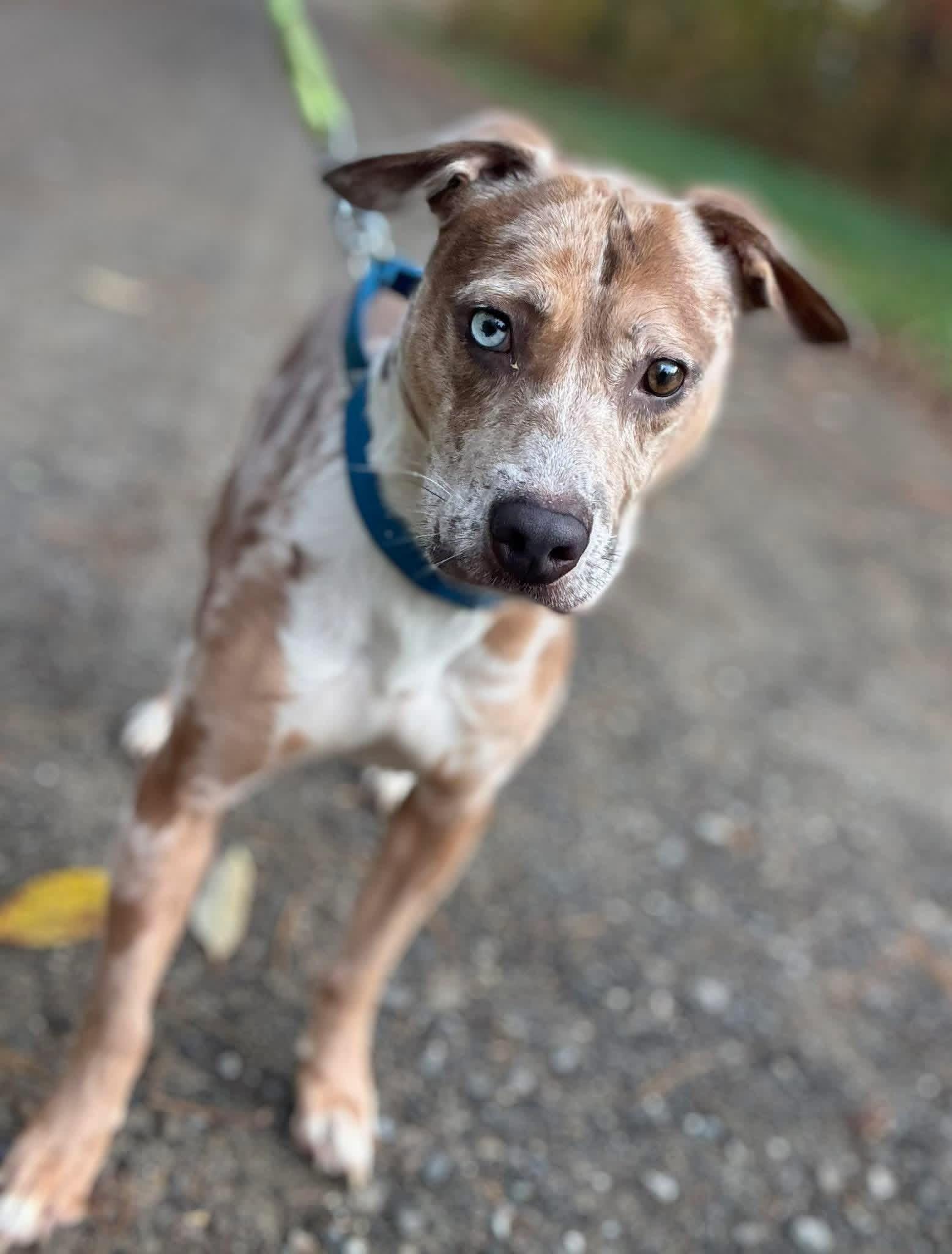 Enlarge Starry , a Adoptable mixed breed in Vassalboro, ME image 1/2
