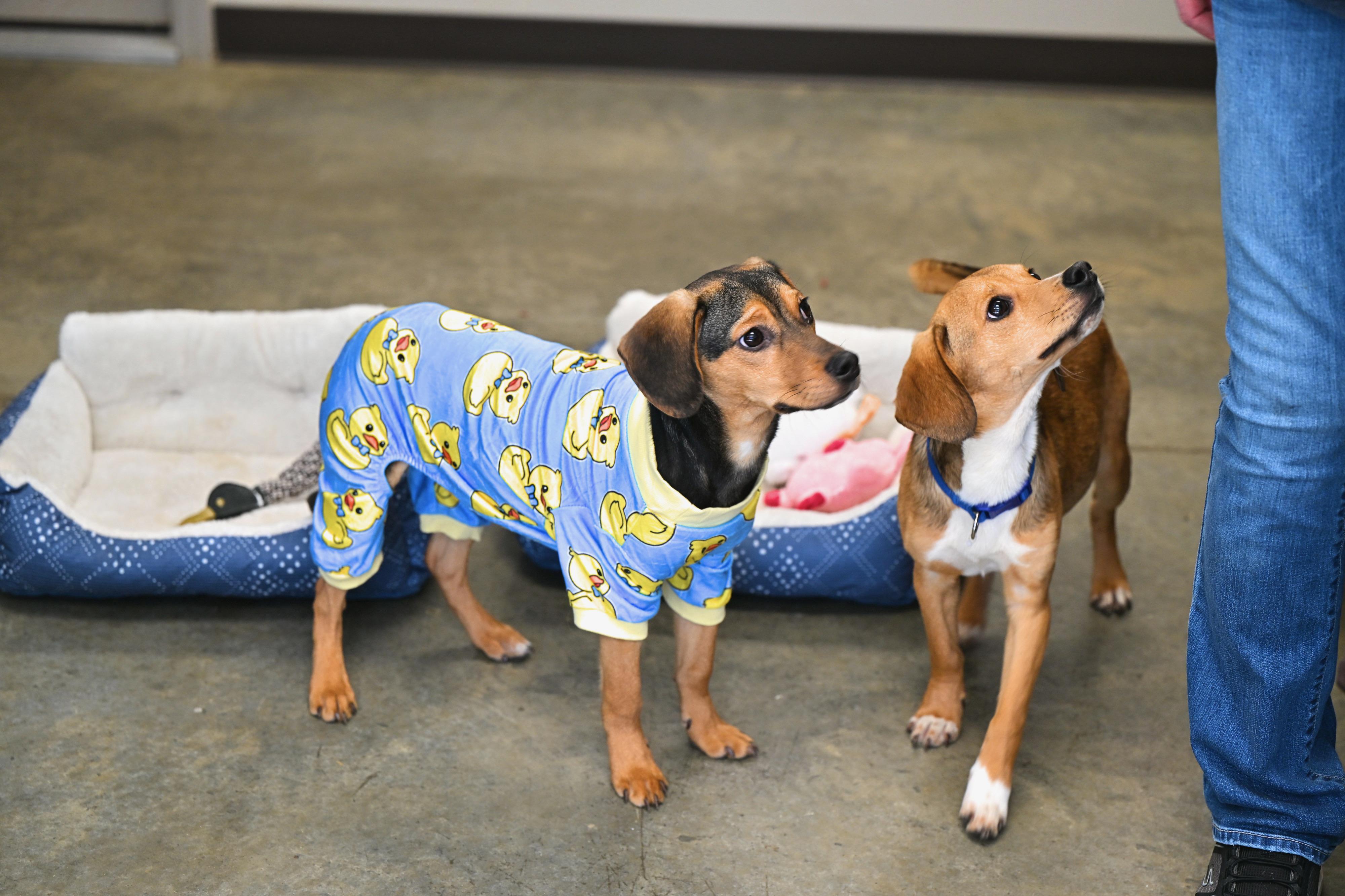 Enlarge Harry, an adopted mixed breed in Hot Springs, AR image 2/2