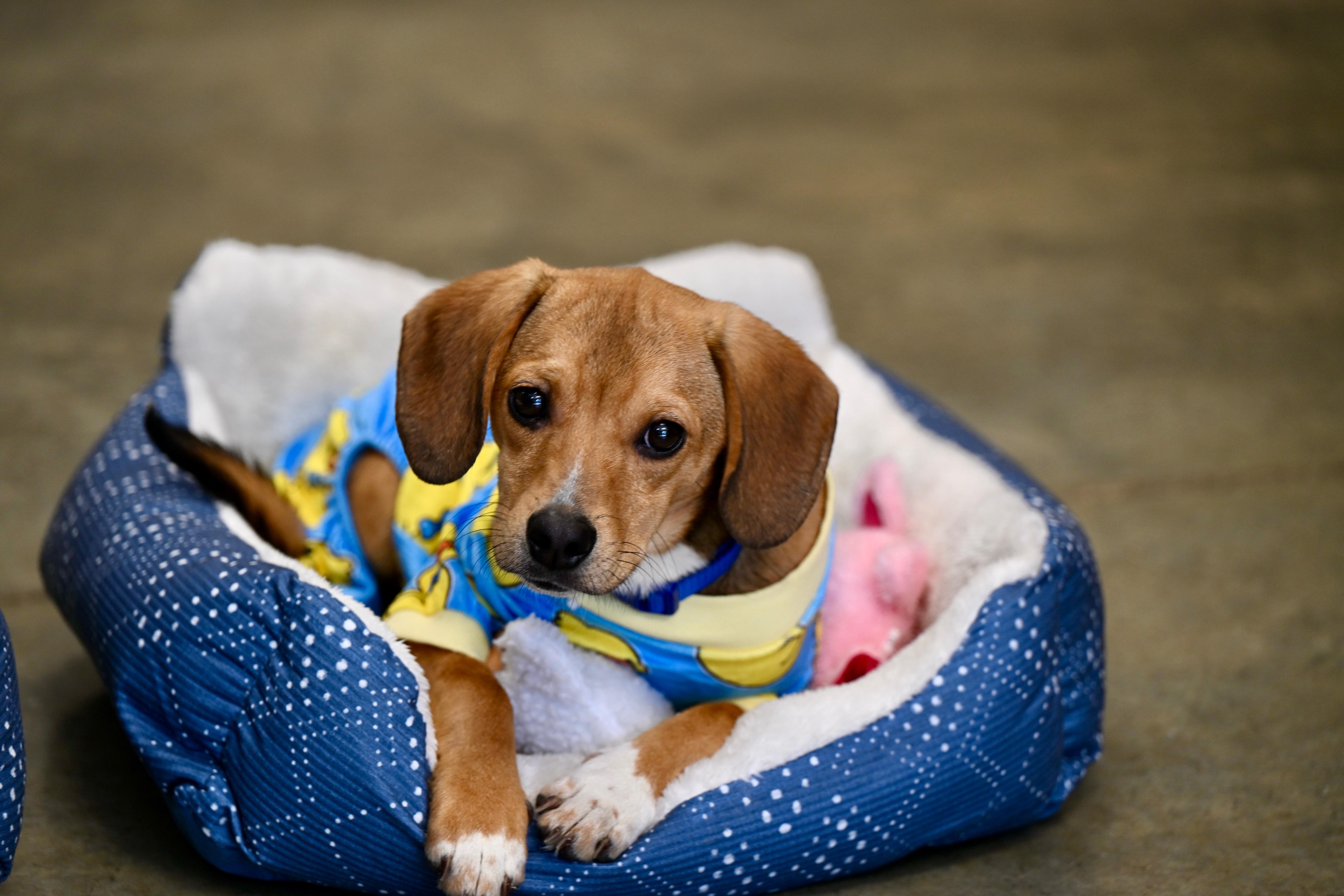 Enlarge Harry, an adopted mixed breed in Hot Springs, AR image 1/2