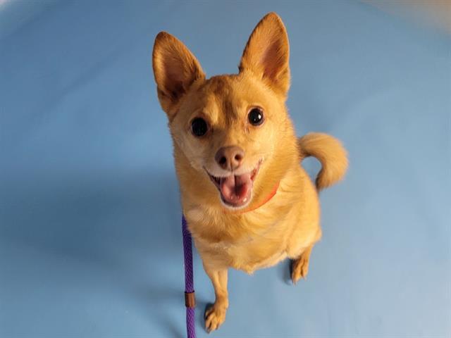 Enlarge PICKLES, a Adoptable mixed breed in Colorado Springs, CO image 1/1