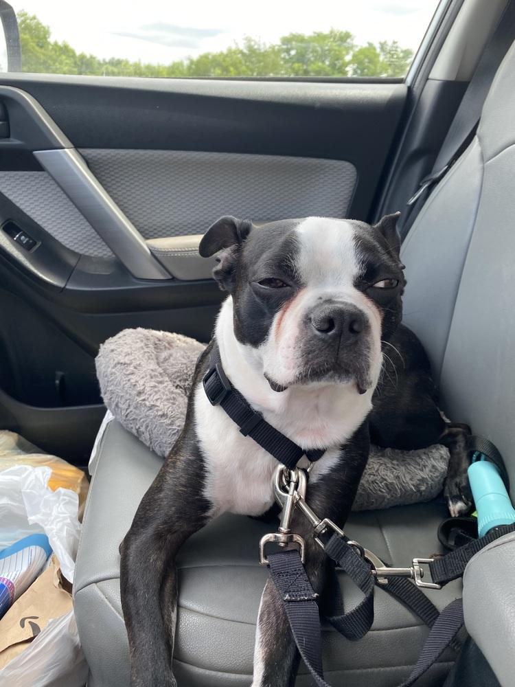 Enlarge Paco Underhill KY4842, a Adoptable Boston Terrier in Maryville, TN image 3/6