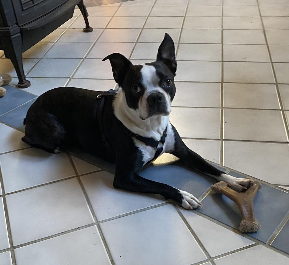 Enlarge Paco Underhill KY4842, a Adoptable Boston Terrier in Maryville, TN image 3/5