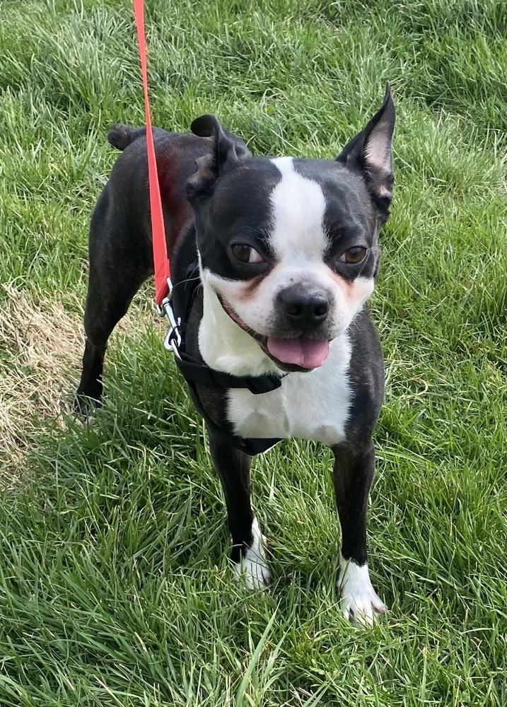 Enlarge Paco Underhill KY4842, a Adoptable Boston Terrier in Maryville, TN image 3/5