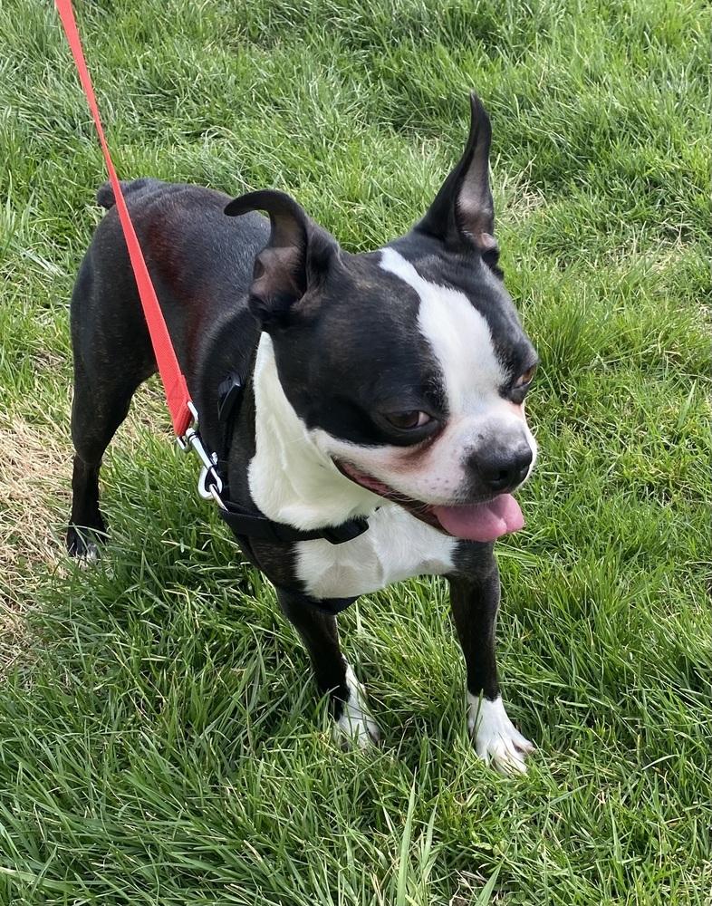 Enlarge Paco Underhill KY4842, a Adoptable Boston Terrier in Maryville, TN image 4/5