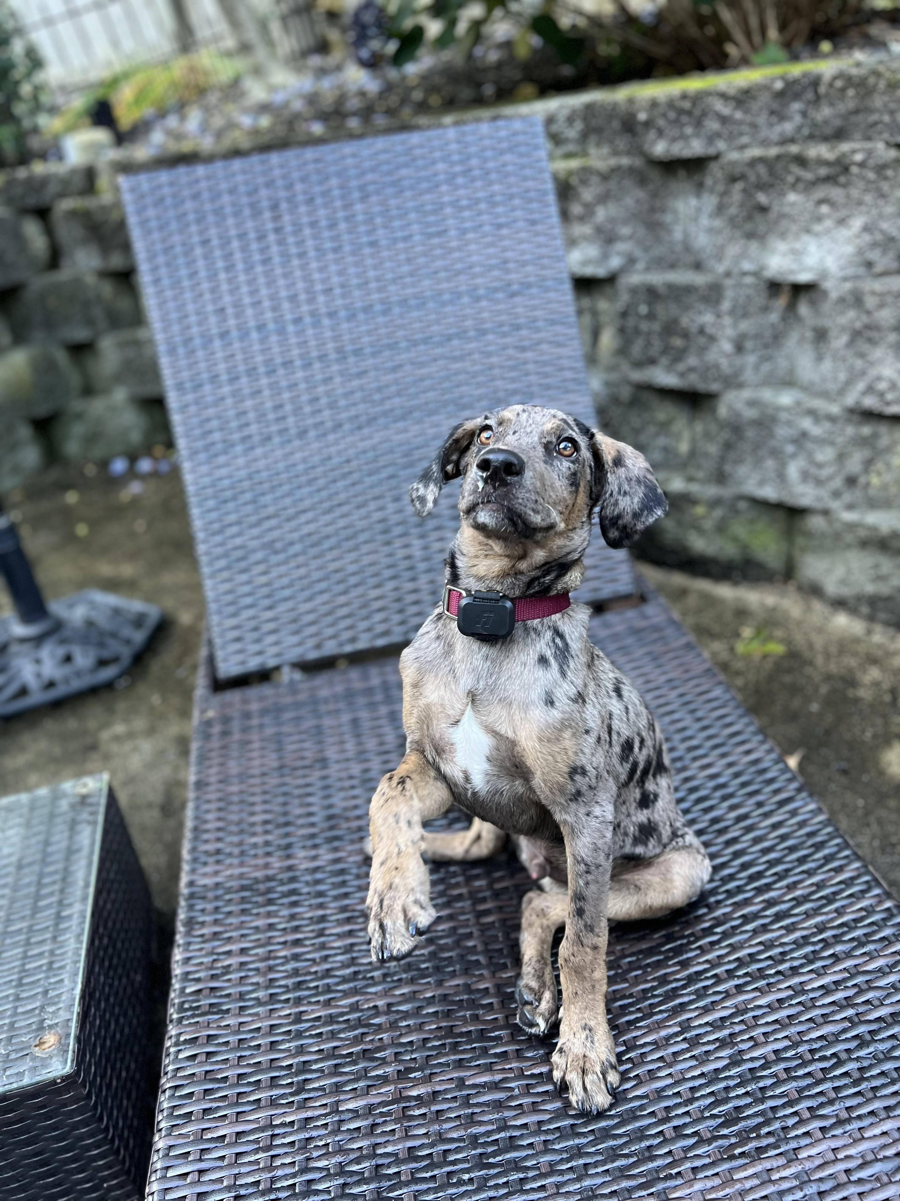 Enlarge Poker Shuffle - Local Pup who likes kids, dogs and cats, a Adoptable mixed breed in Andover, MA image 5/6