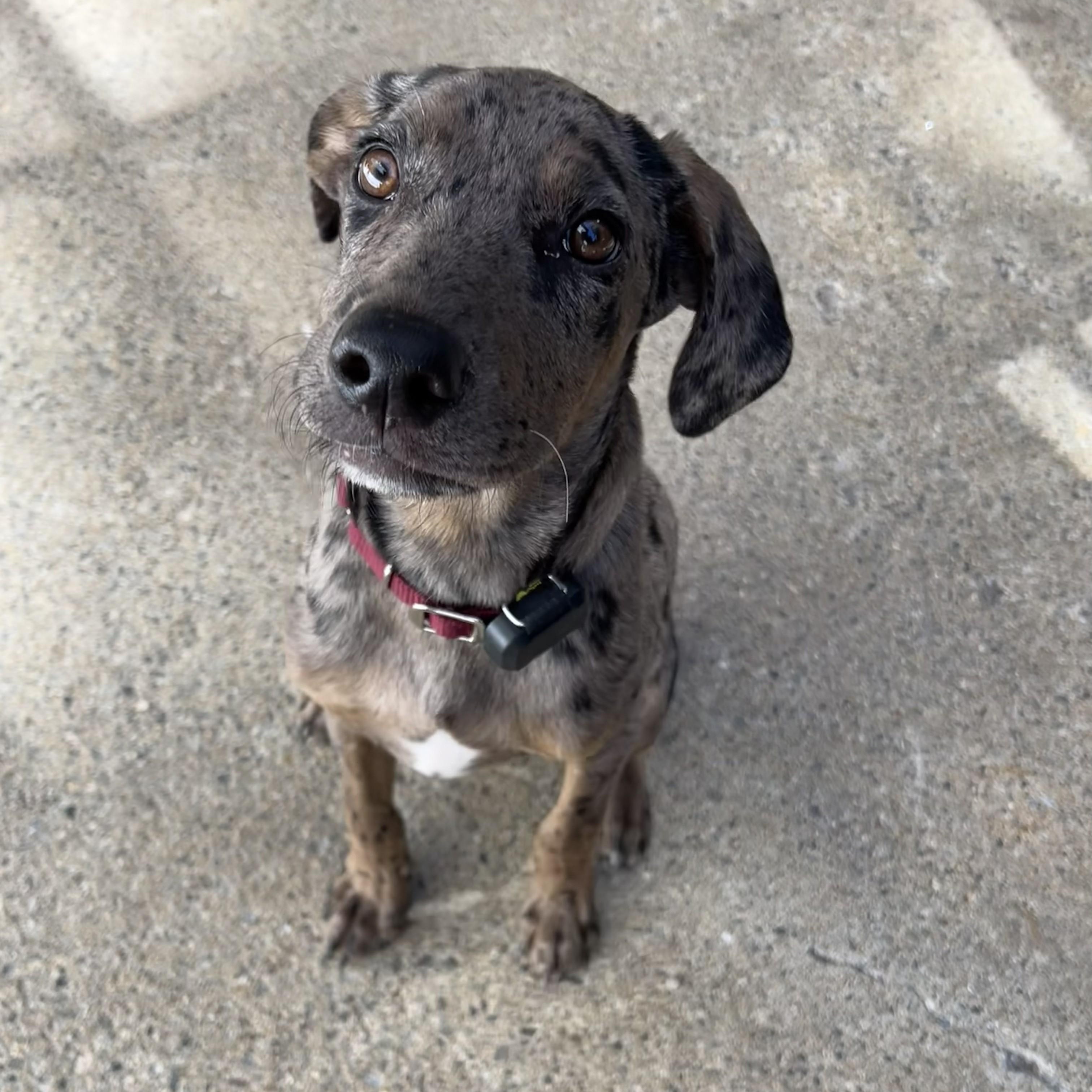 Enlarge Poker Shuffle - Local Pup who likes kids, dogs and cats, a Adoptable mixed breed in Andover, MA image 3/6