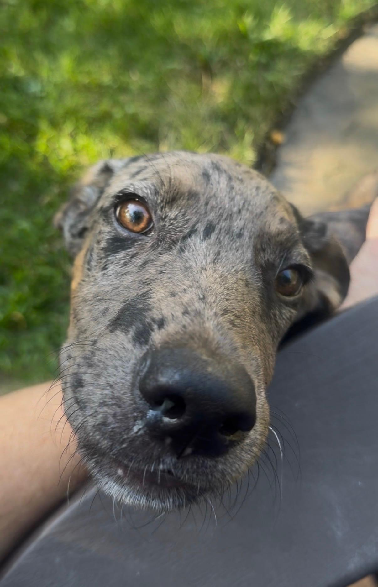 Enlarge Poker Shuffle - Local Pup who likes kids, dogs and cats, a Adoptable mixed breed in Andover, MA image 6/6