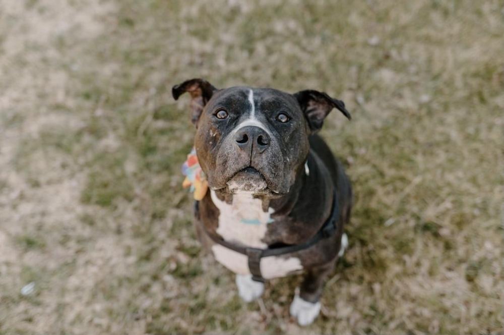 Enlarge Josie, a Adoptable Pit Bull Terrier in Oklahoma City, OK image 1/6