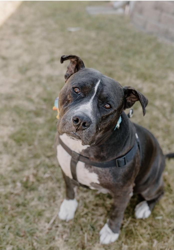 Enlarge Josie, a Adoptable Pit Bull Terrier in Oklahoma City, OK image 2/6