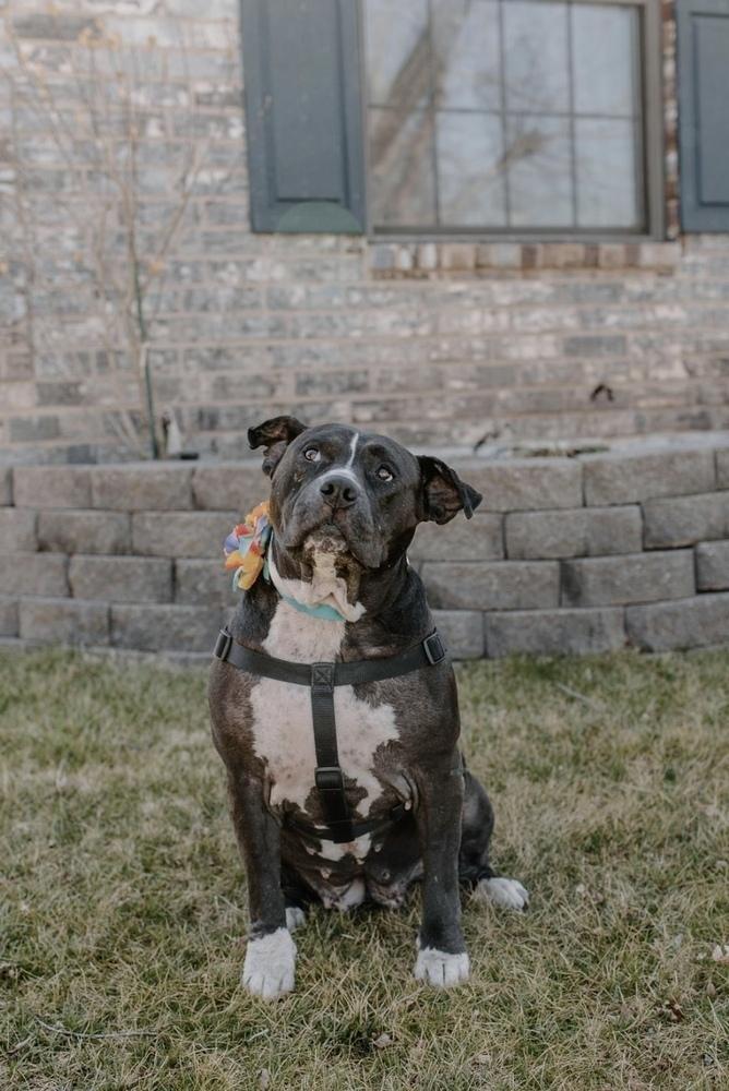 Enlarge Josie, a Adoptable Pit Bull Terrier in Oklahoma City, OK image 3/6