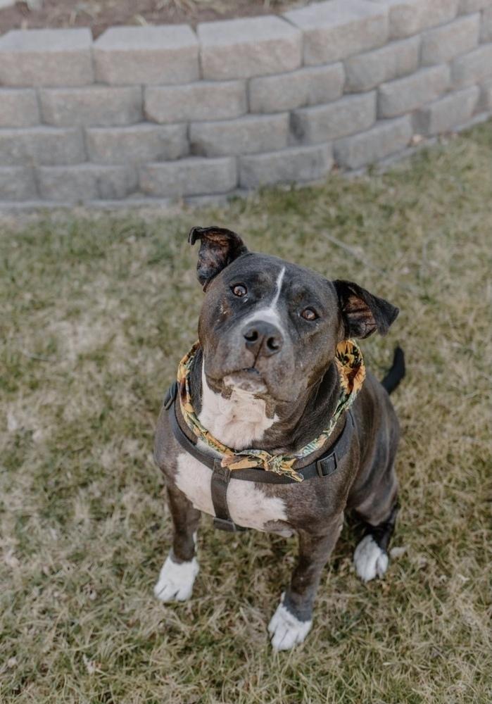 Enlarge Josie, a Adoptable Pit Bull Terrier in Oklahoma City, OK image 4/6