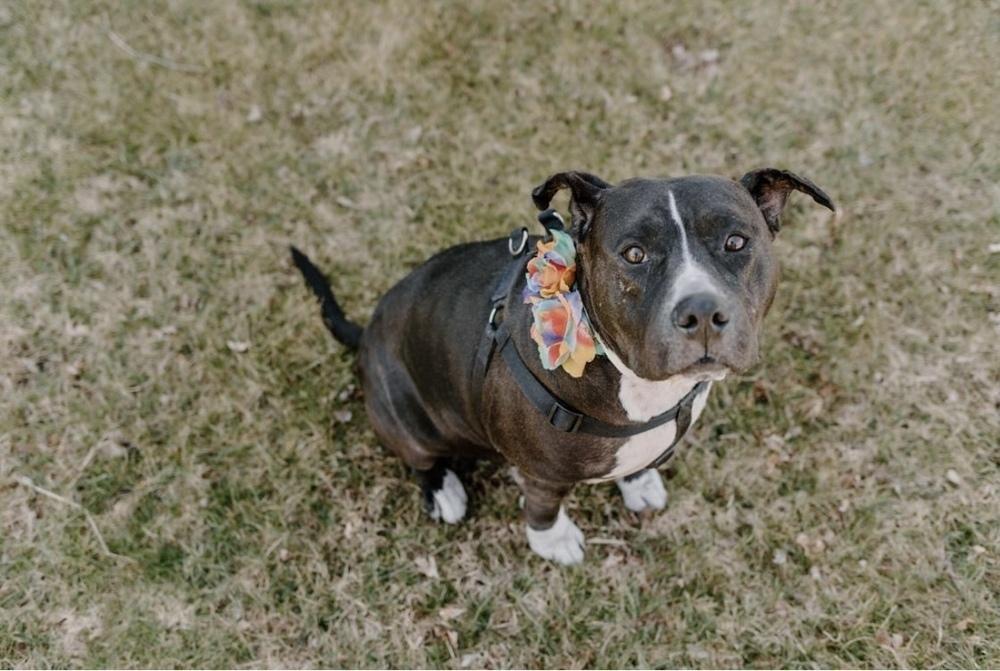 Enlarge Josie, a Adoptable Pit Bull Terrier in Oklahoma City, OK image 5/6