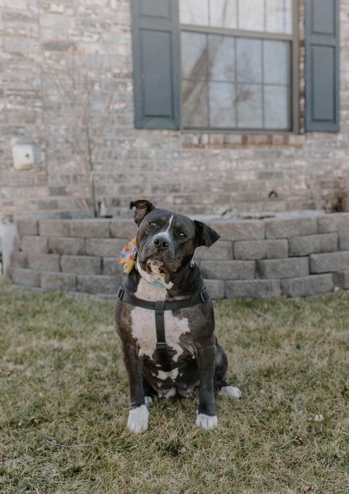 Enlarge Josie, a Adoptable Pit Bull Terrier in Oklahoma City, OK image 6/6