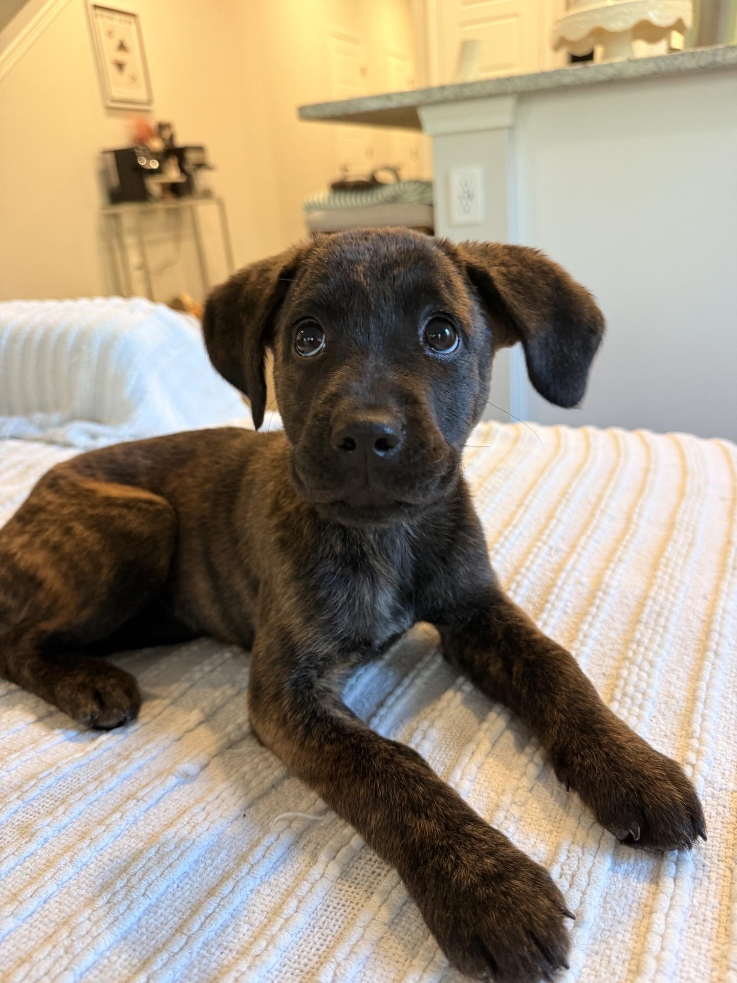 Serendipity, ADOPTABLE, Puppy Female Hound.