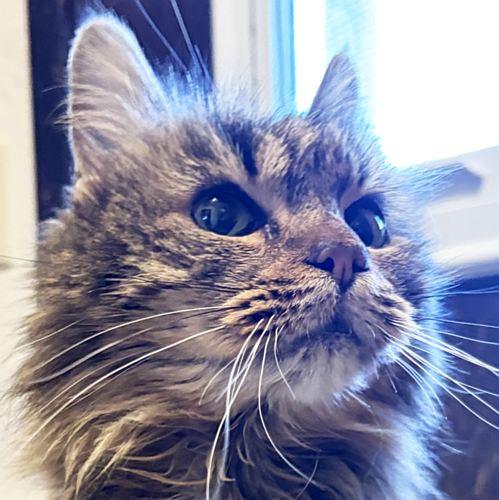 LILLY, ADOPTABLE, Senior Female Domestic Long Hair.