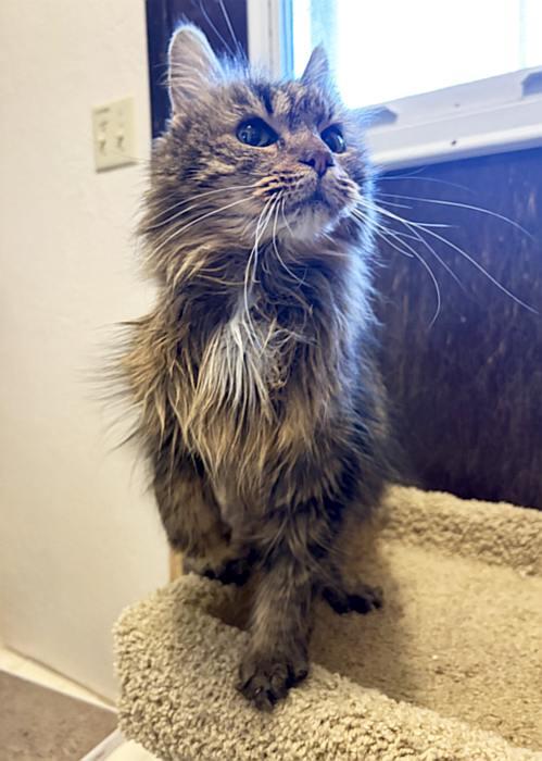 Enlarge LILLY, a ADOPTABLE Domestic Long Hair in Sequim, WA image 2/2
