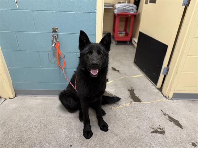 Enlarge ASPEN, a Adoptable German Shepherd Dog in Kent, WA image 1/1