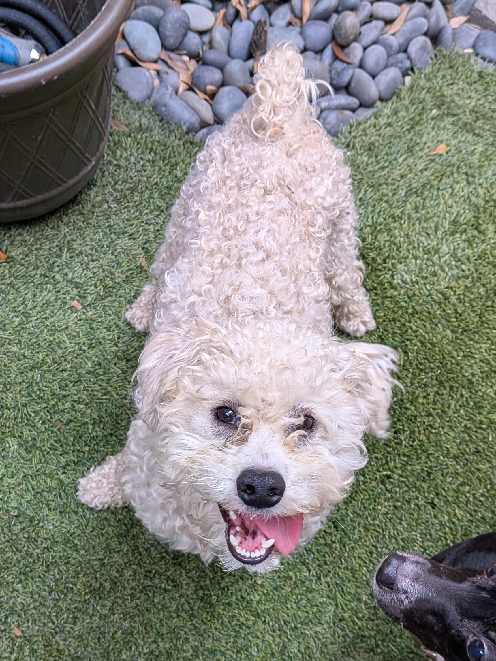 Trevor, Adoptable, Young Male Poodle.