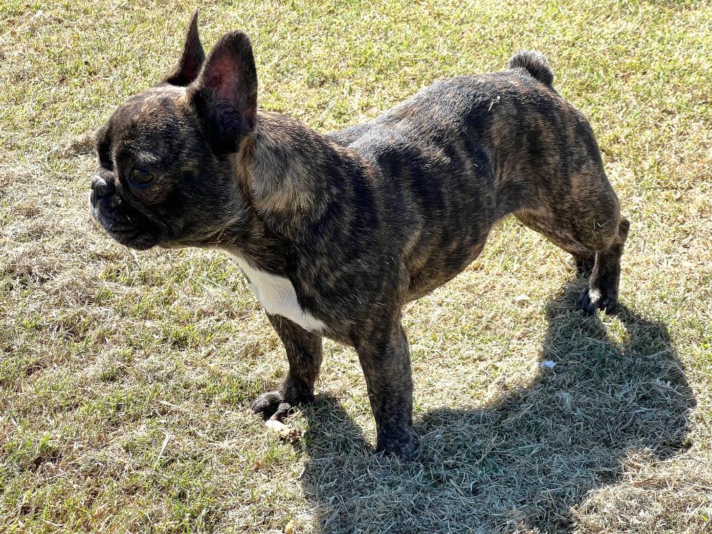 Jessie, Adopted, Adult Female French Bulldog.