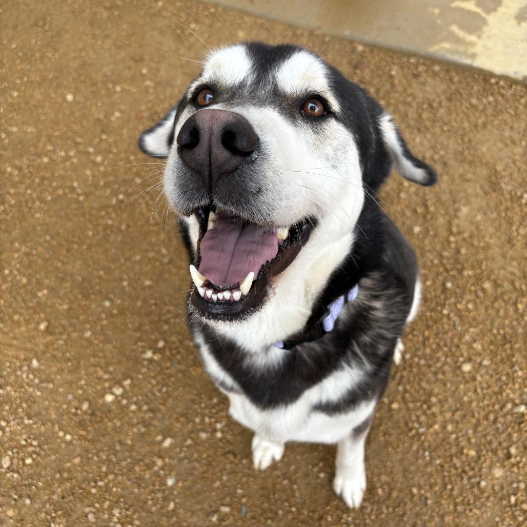 Fluffy, a Adoptable Mixed Breed in Bentonville, AR image 1/6