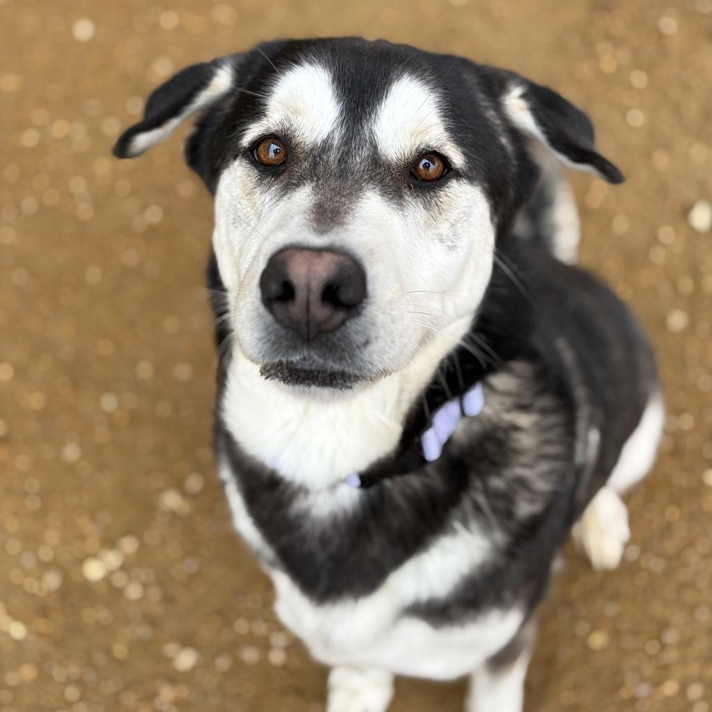 Fluffy, a Adoptable Mixed Breed in Bentonville, AR image 2/6