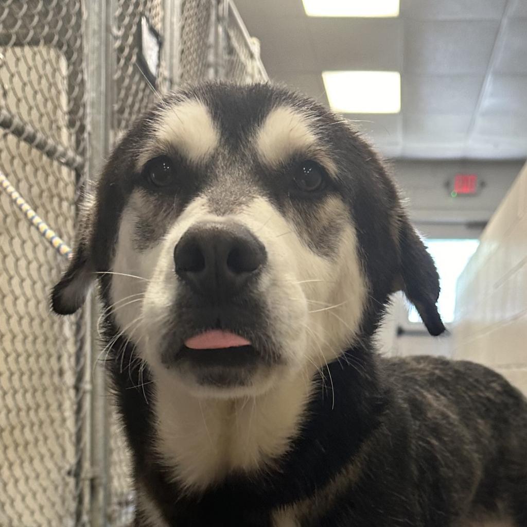 Fluffy, a Adoptable Mixed Breed in Bentonville, AR image 3/6