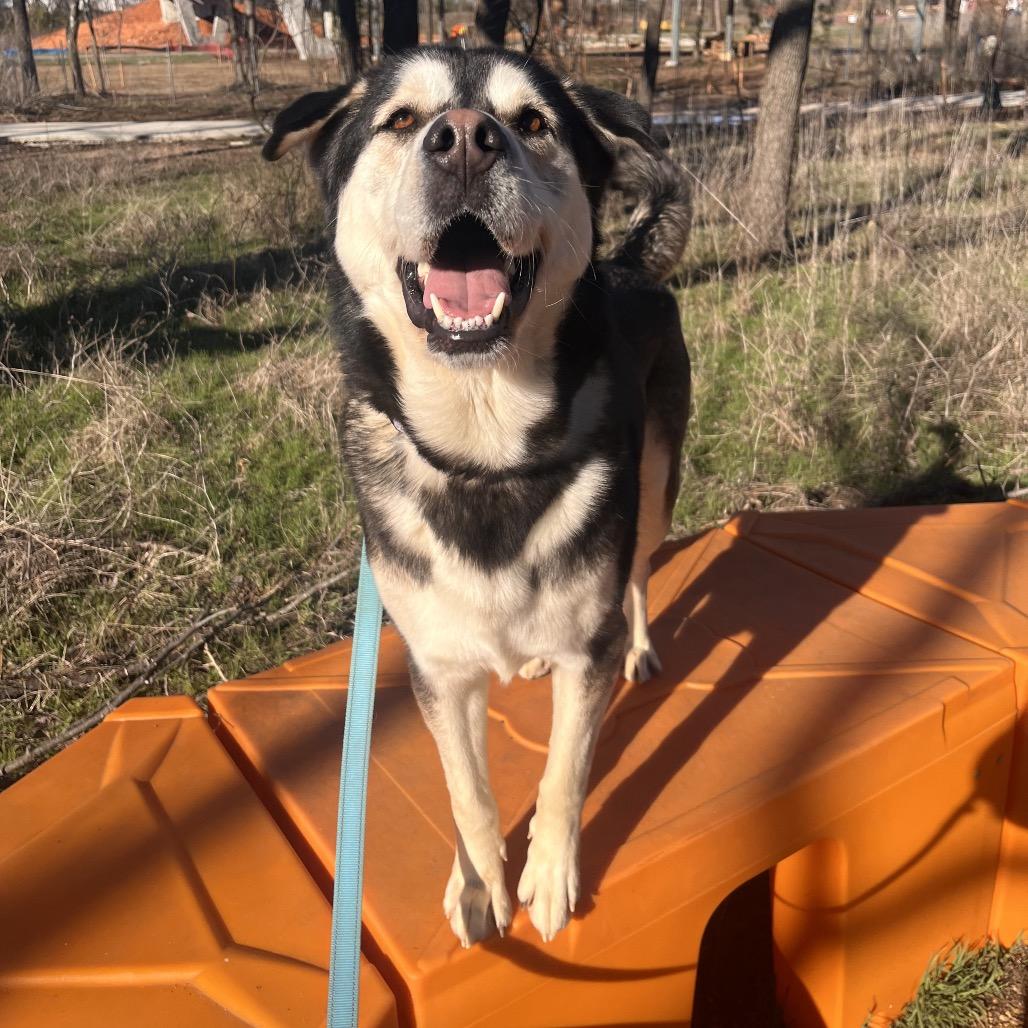 Fluffy, a Adoptable Mixed Breed in Bentonville, AR image 4/6