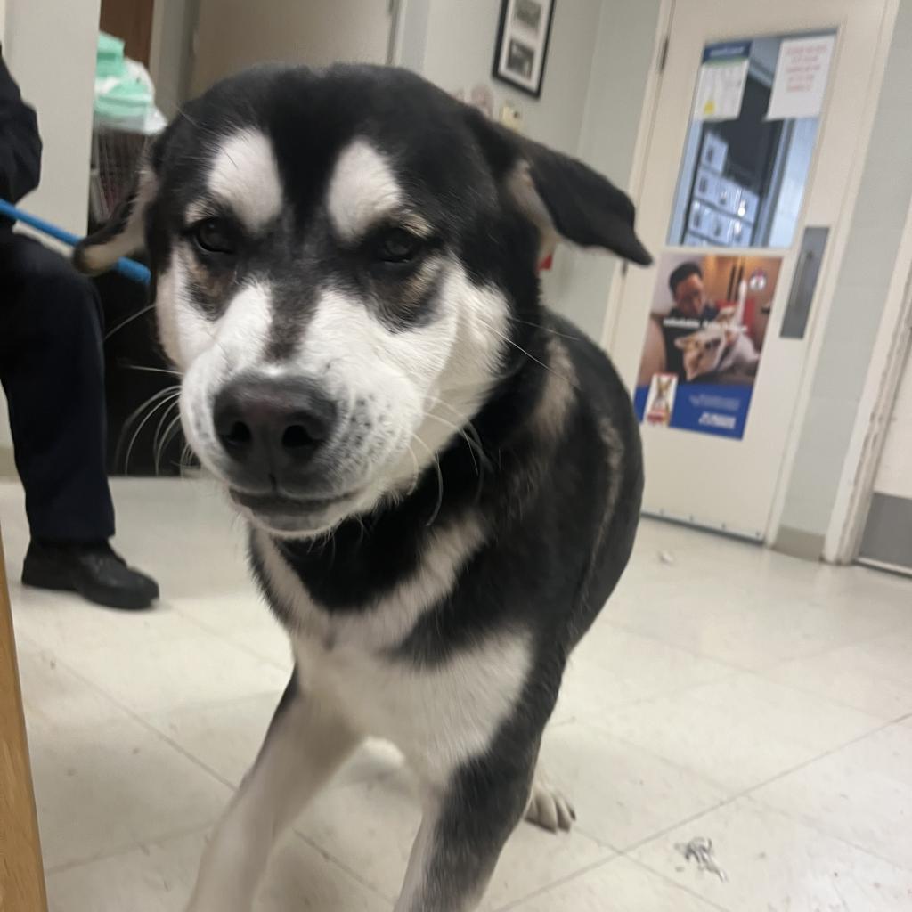 Fluffy, a Adoptable Mixed Breed in Bentonville, AR image 5/6