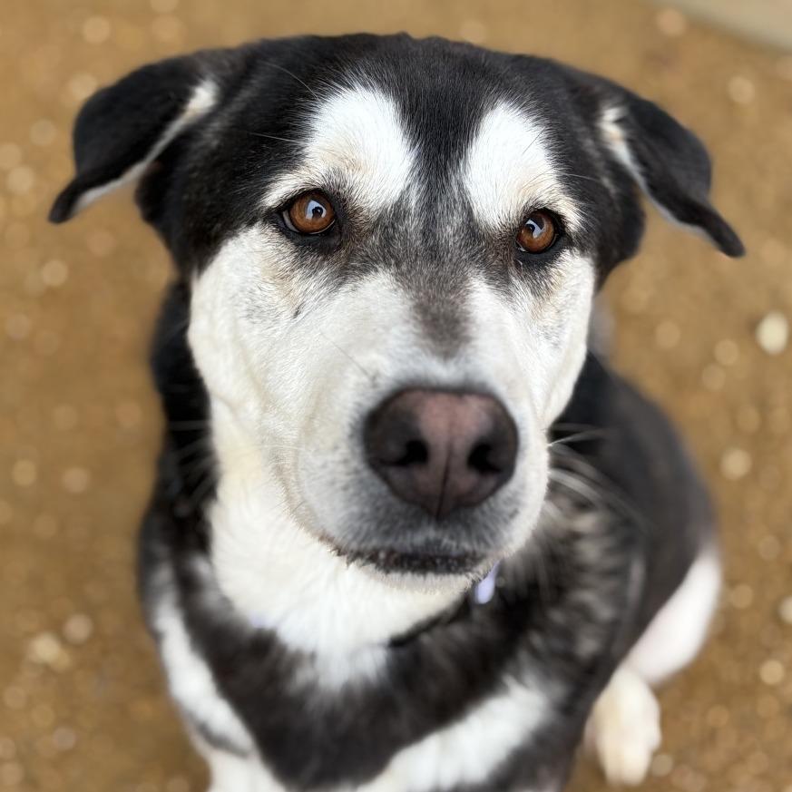 Fluffy, a Adoptable Mixed Breed in Bentonville, AR image 6/6