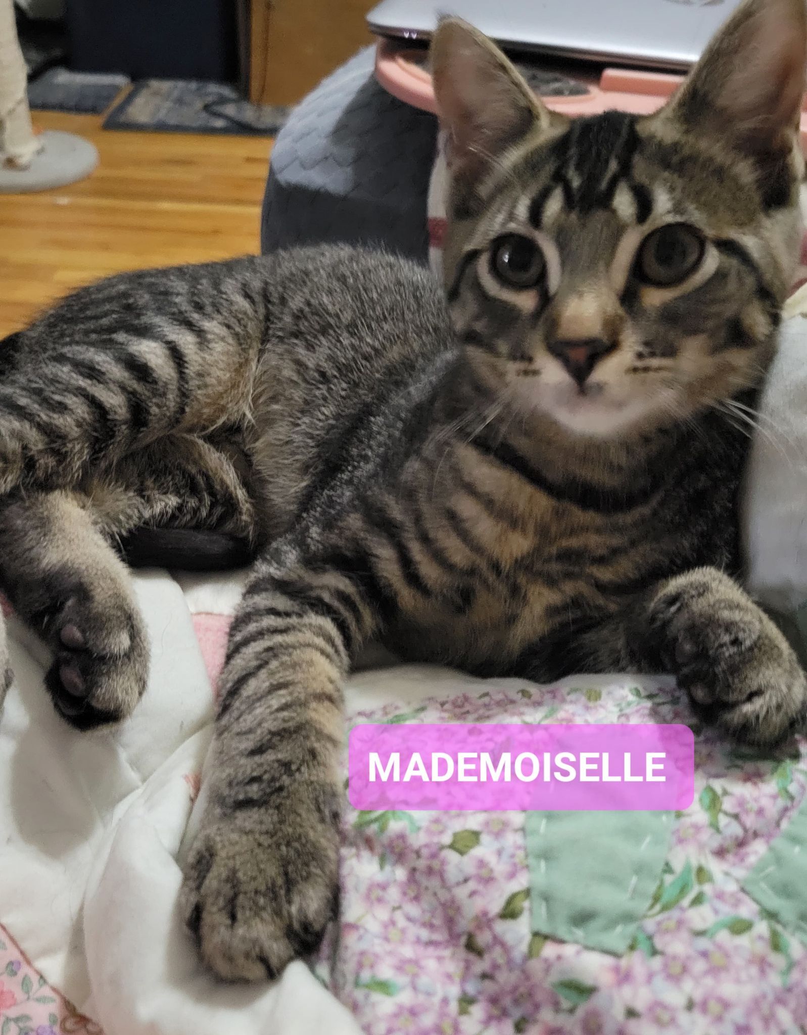 Mademoiselle, a Adoptable mixed breed in Omaha, NE image 2/6