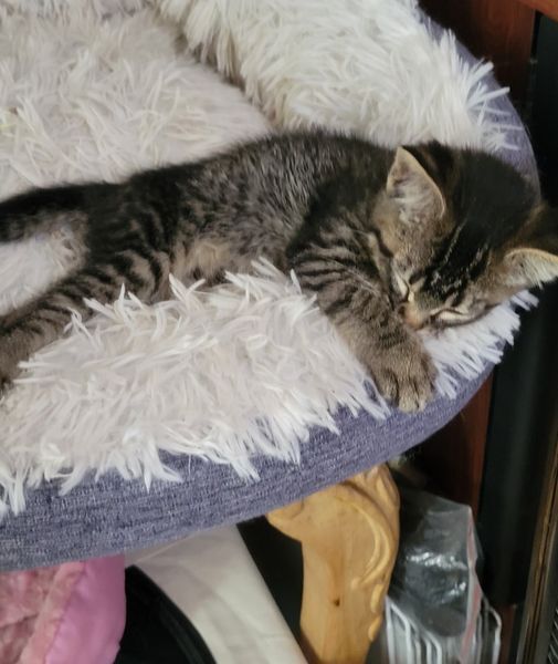 Mademoiselle, a Adoptable mixed breed in Omaha, NE image 3/6