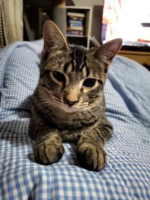 Mademoiselle, a Adoptable mixed breed in Omaha, NE image 4/6