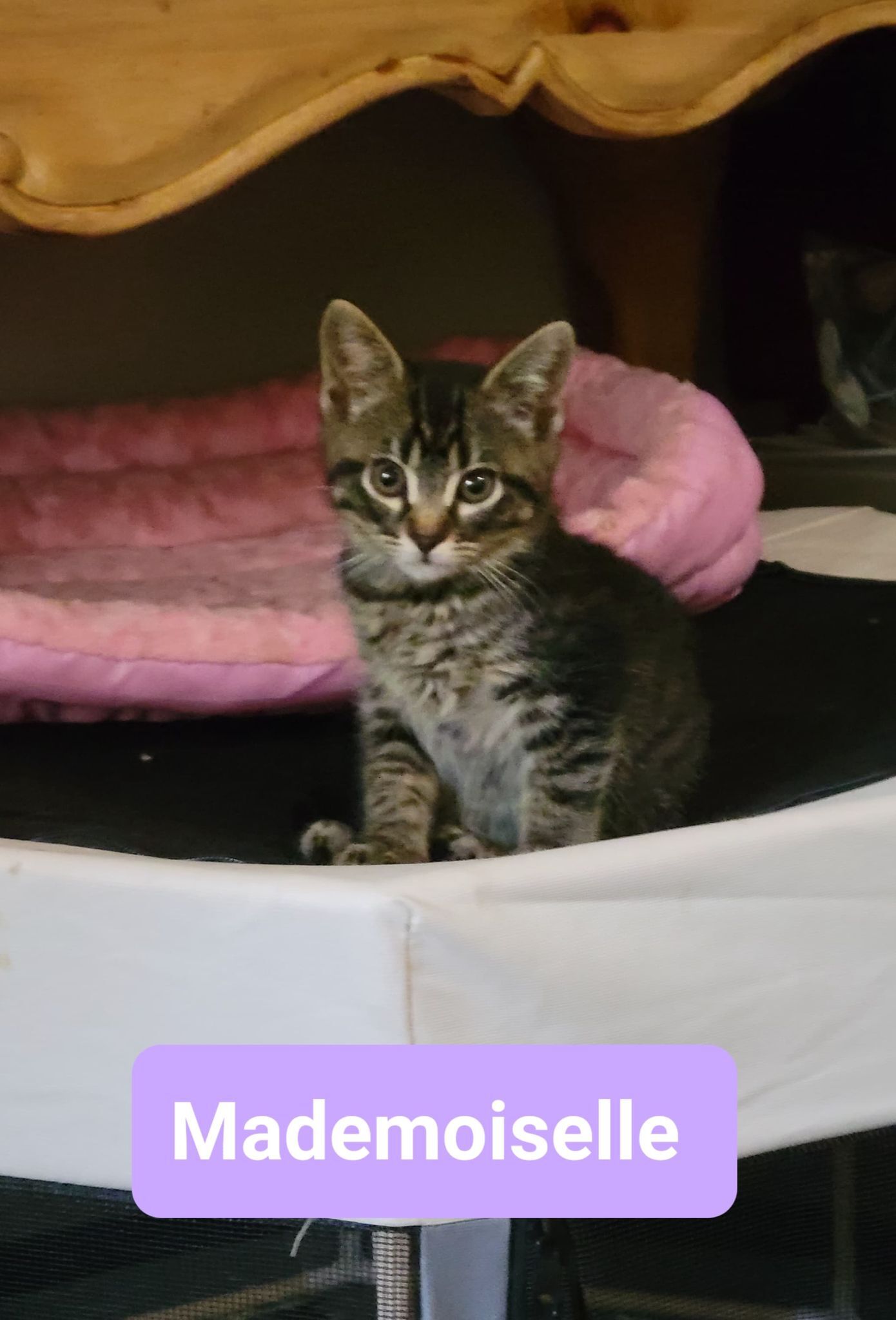 Mademoiselle, a Adoptable mixed breed in Omaha, NE image 5/6