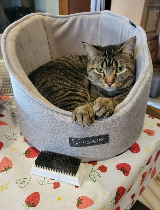 Mademoiselle, a Adoptable mixed breed in Omaha, NE image 1/6