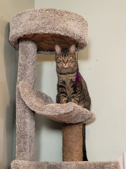 Mademoiselle, a Adoptable mixed breed in Omaha, NE image 6/6