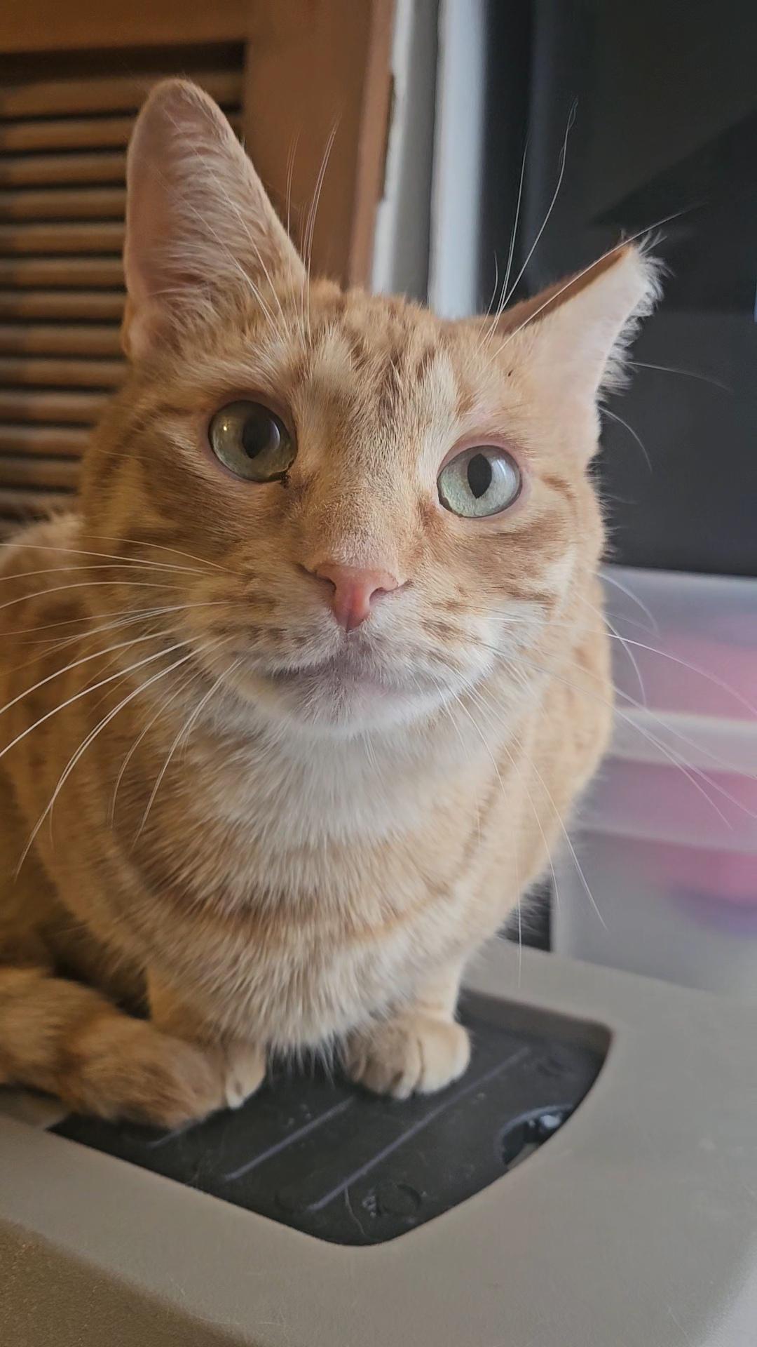 Enlarge ACHILLES N. - GENTLE BOY, a Adoptable Domestic Short Hair in New York, NY image 2/6