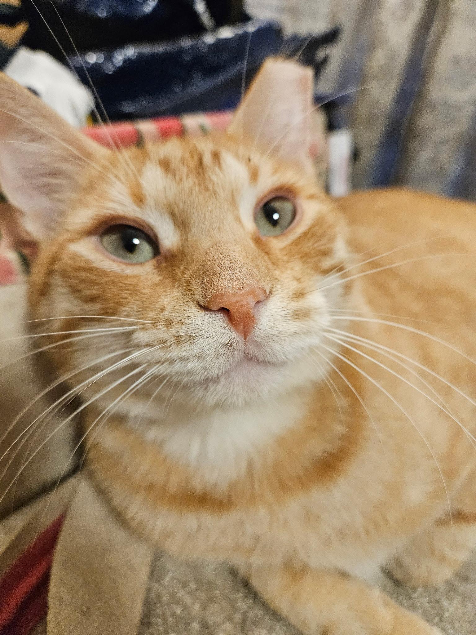 Enlarge ACHILLES N. - GENTLE BOY, a Adoptable Domestic Short Hair in New York, NY image 4/6