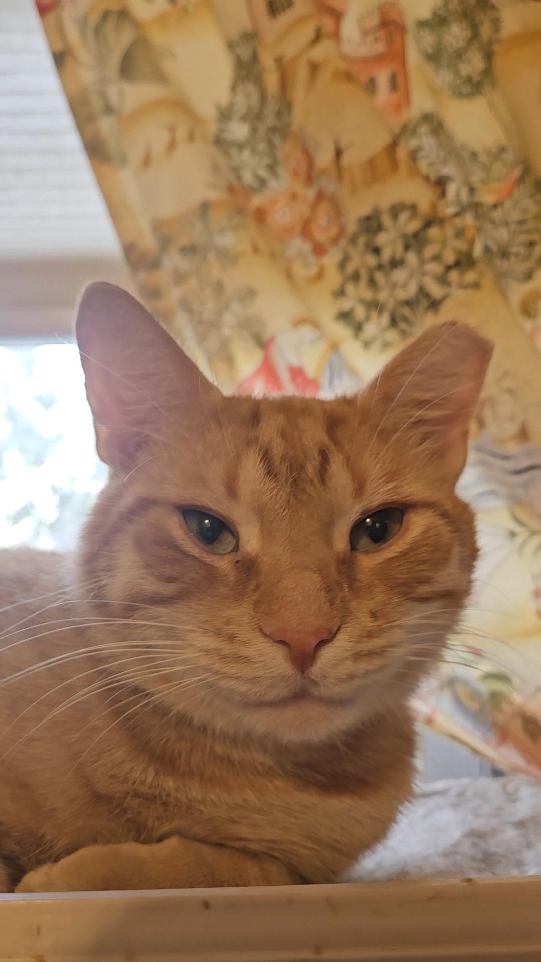 Enlarge ACHILLES N. - GENTLE BOY, a Adoptable Domestic Short Hair in New York, NY image 3/6